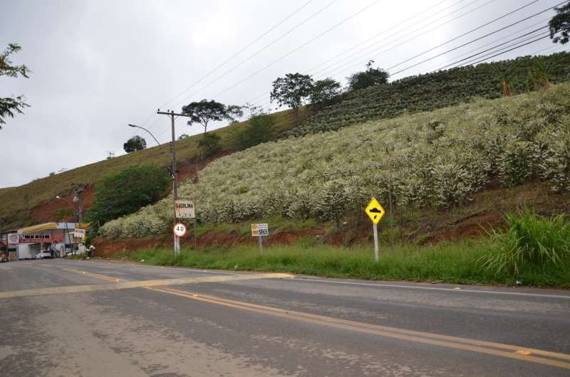 Plantação de Café às margens da RJ-214, em Varre-Sai, Noroeste do estado do Rio de Janeiro