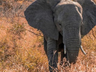Elefanta com filhote caminha pelo Parque Nacional South Luangwa, na Zâmbia