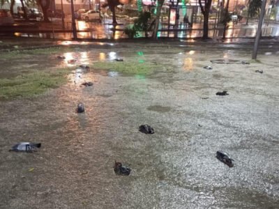 Equipe do Centro de Controle de Zoonoses recolhendo pombos mortos no Largo da Glória, Rio de Janeiro