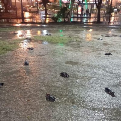 Equipe do Centro de Controle de Zoonoses recolhendo pombos mortos no Largo da Glória, Rio de Janeiro