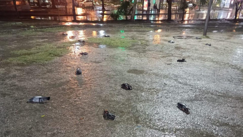 Equipe do Centro de Controle de Zoonoses recolhendo pombos mortos no Largo da Glória, Rio de Janeiro