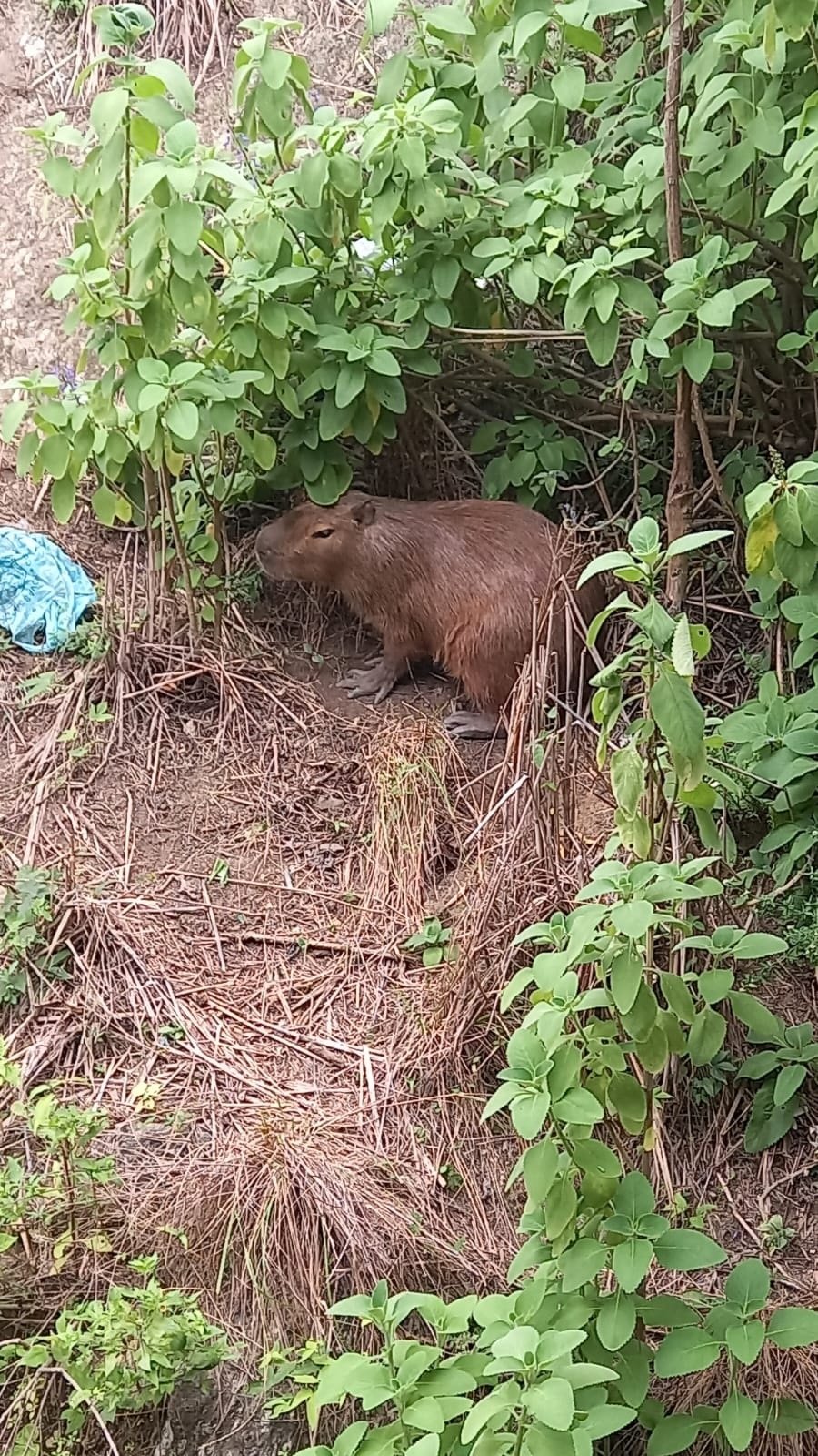 Capivara resgatada pela Guarda Municipal de Niterói na Engenhoca