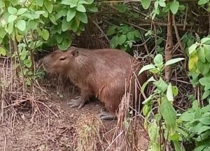 Capivara resgatada pela Guarda Municipal de Niterói na Engenhoca