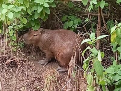 Capivara resgatada pela Guarda Municipal de Niterói na Engenhoca