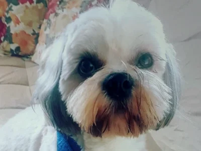 Dia Internacional do Cachorro: do afeto às cobranças e denúncias