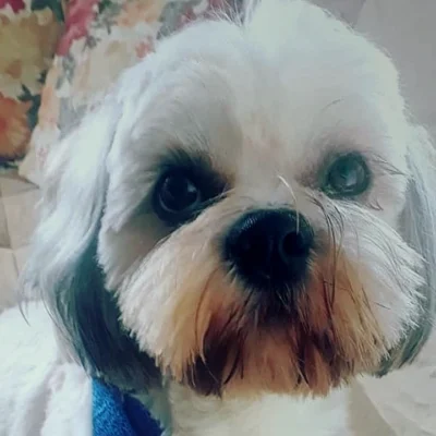 Dia Internacional do Cachorro: do afeto às cobranças e denúncias