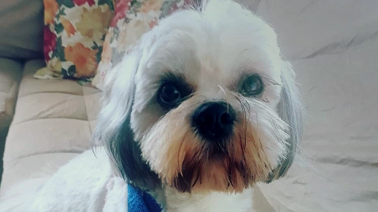 Dia Internacional do Cachorro: do afeto às cobranças e denúncias
