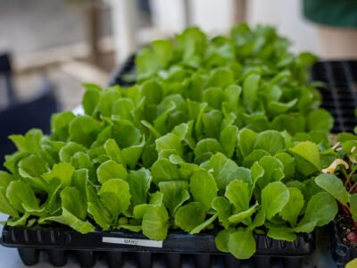 Feira de Agricultura Familiar movimenta Itaipuaçu com produtos locais