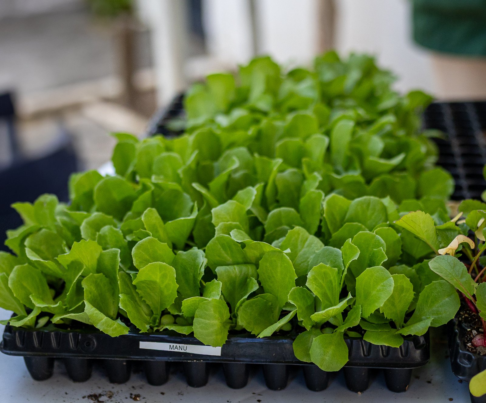 Feira de Agricultura Familiar movimenta Itaipuaçu com produtos locais