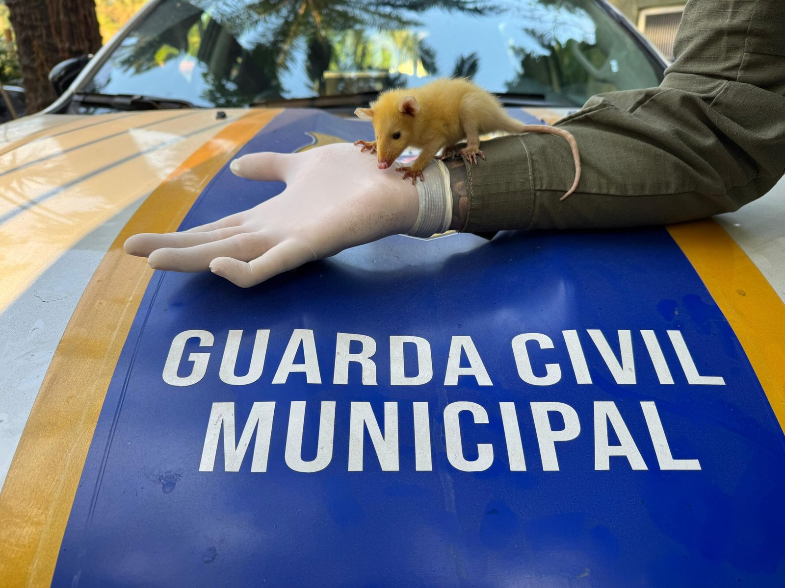 Filhote de gambá leucístico resgatado pela Guarda Municipal de Niterói