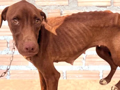 Cão resgatado em Magé após denúncia de maus-tratos.