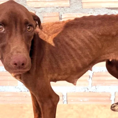 Cão resgatado em Magé após denúncia de maus-tratos.
