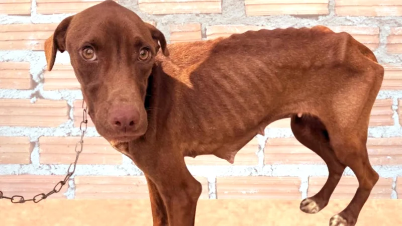 Cão resgatado em Magé após denúncia de maus-tratos.