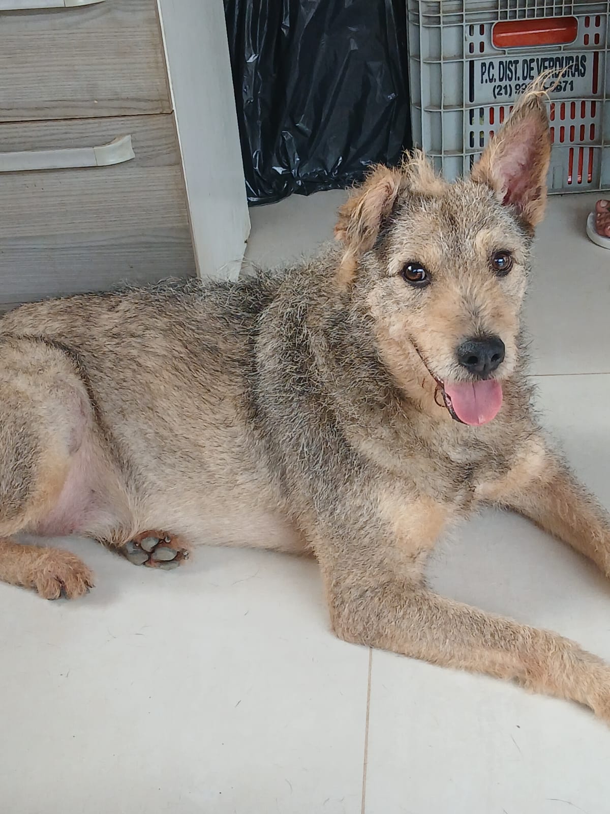 Cachorro resgatado pela nossa ONG Arca Animal