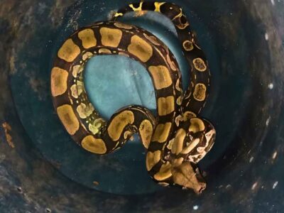 Foto de jiboia de 2,20 metros após o resgate de cobra na Região Oceânica de Niterói, resgatada por agentes da prefeitura em uma casa em Itaipu.