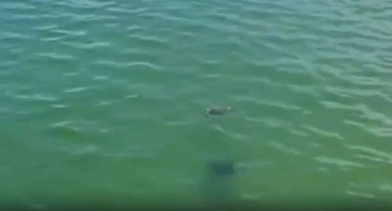 Tartarugas marinhas em Itaipu nadam próximas à areia