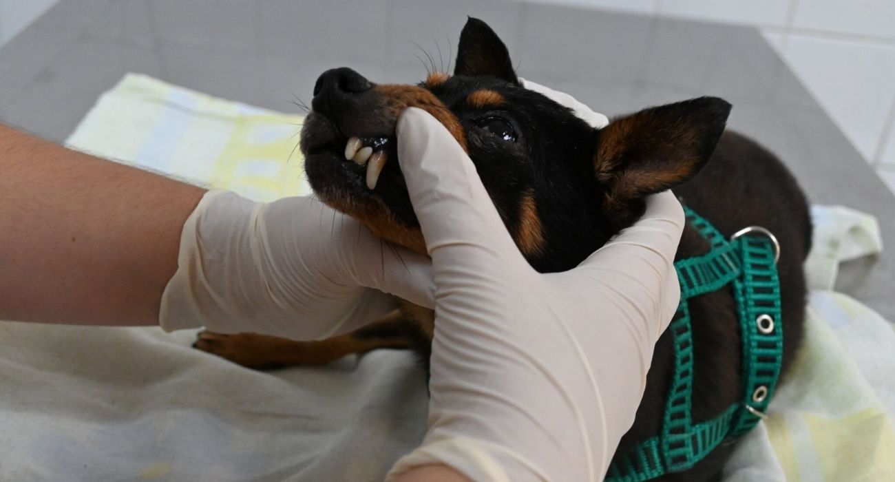 Cachorro sendo atendido em consulta veterinária gratuita em Niterói
