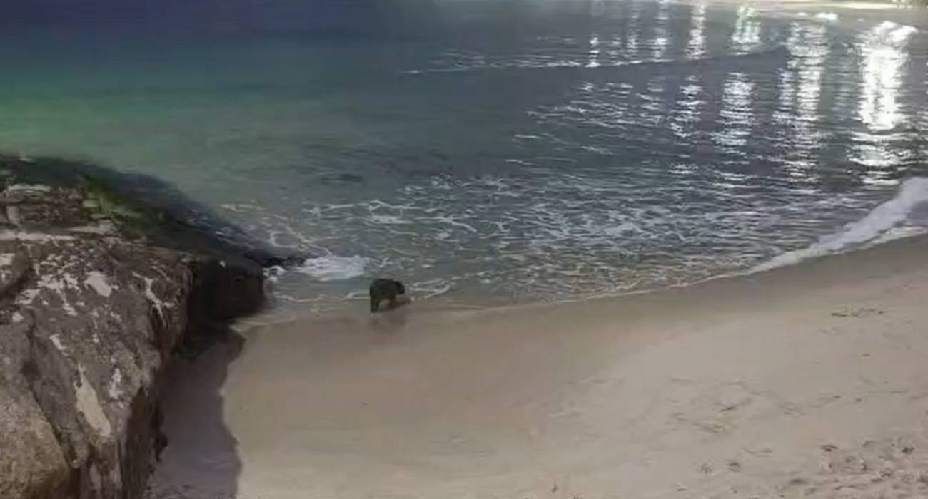 Capivara tomando banho de mar no Arpoador