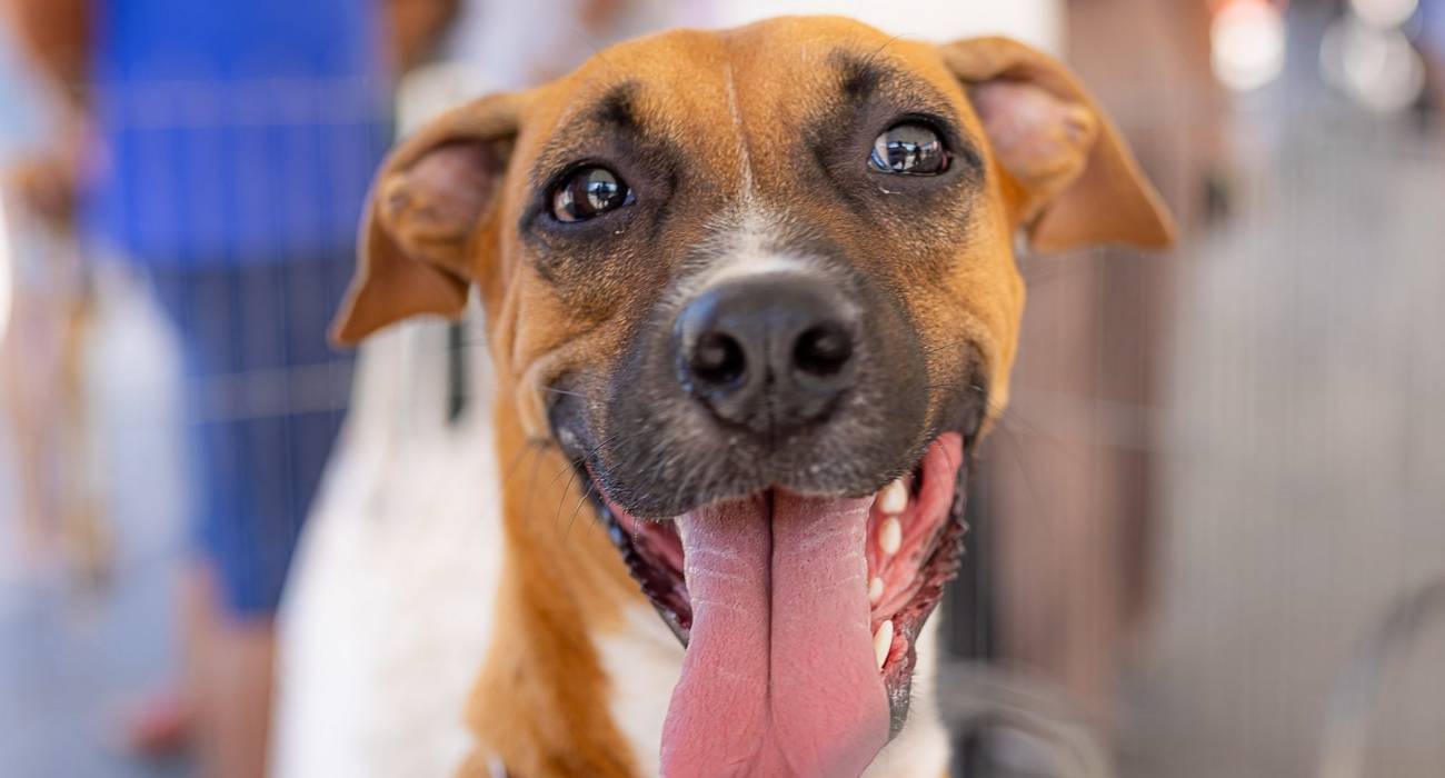 Cachorro esperando sua vez para ser atendido