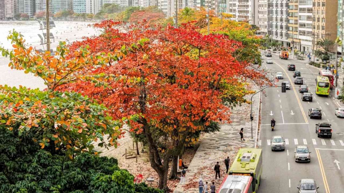 Niterói recebeu o prêmio internacional Tree Cities of the World. Foto: Paulo Lima.