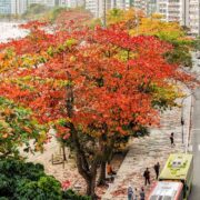 Niterói recebeu o prêmio internacional Tree Cities of the World. Foto: Paulo Lima.