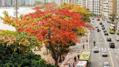 Niterói recebeu o prêmio internacional Tree Cities of the World. Foto: Paulo Lima.