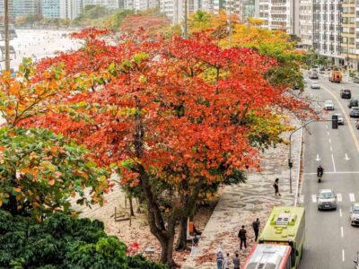 Niterói recebeu o prêmio internacional Tree Cities of the World. Foto: Paulo Lima.