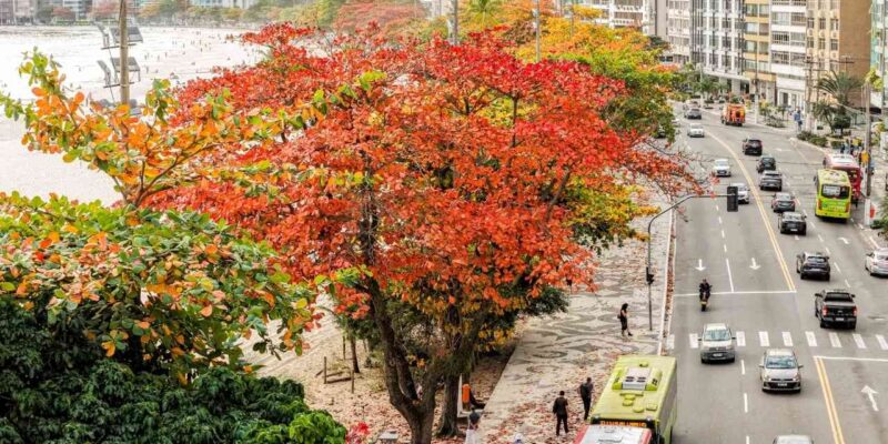 Niterói recebeu o prêmio internacional Tree Cities of the World. Foto: Paulo Lima.