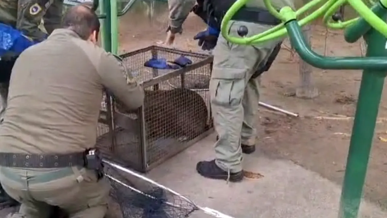 Capivara em Niterói foi resgatada pela Guarda Municipal no Largo do Marrão, em Santa Rosa Capivara em Niterói foi resgatada pela Guarda Municipal no Largo do Marrão, em Santa Rosa