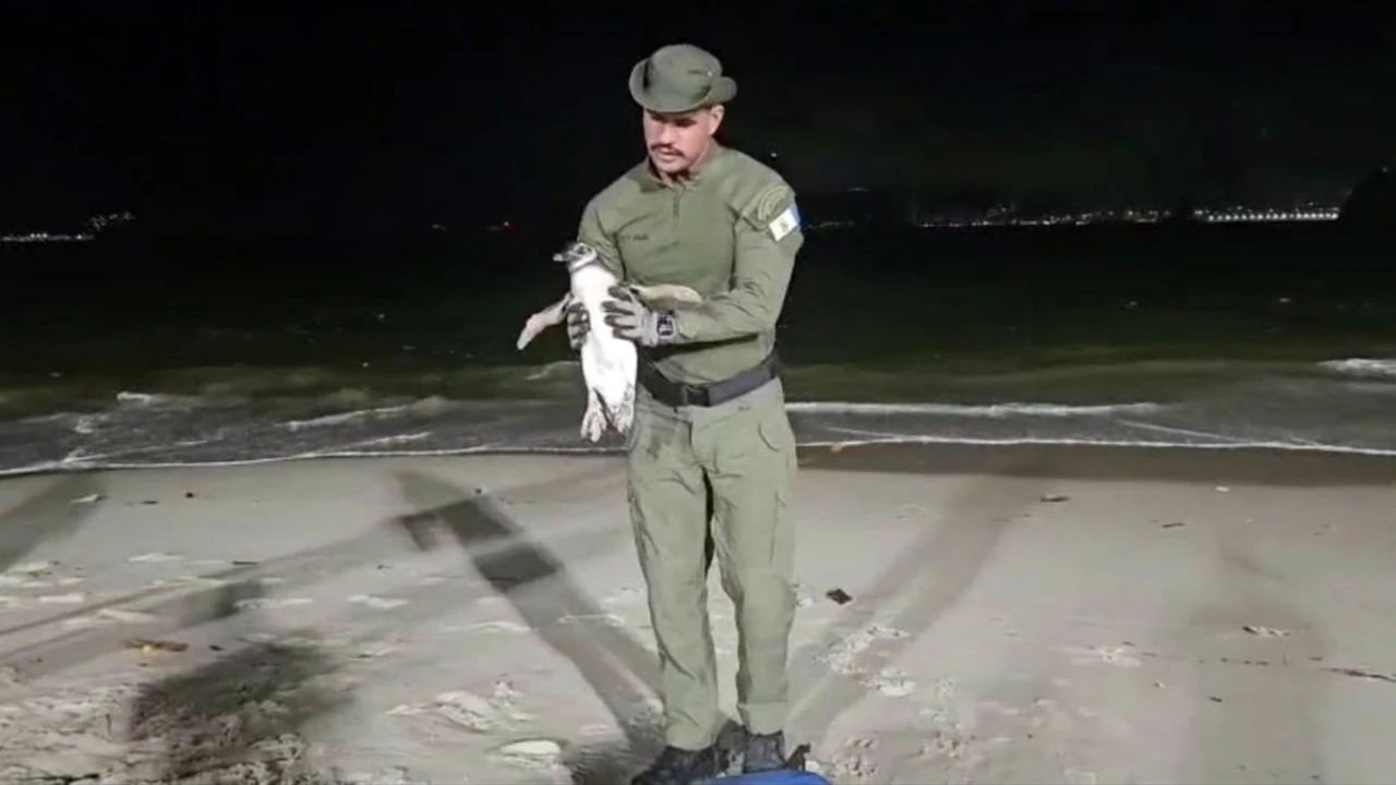 Pinguim-de-magalhães resgatado na areia da Prainha de Piratininga, em Niterói