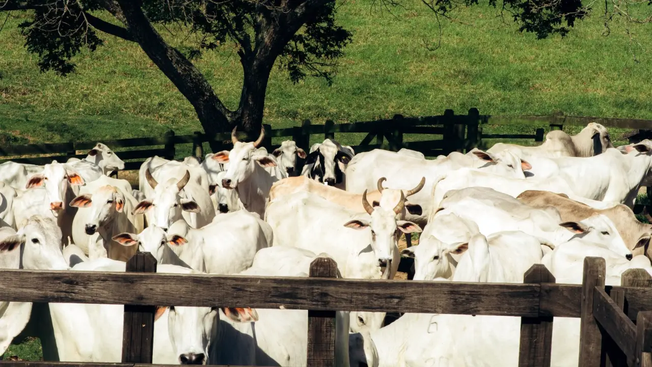 Vacinação animal em Itaboraí protege rebanhos em propriedades rurais Vacinação animal em Itaboraí protege rebanhos em propriedades rurais