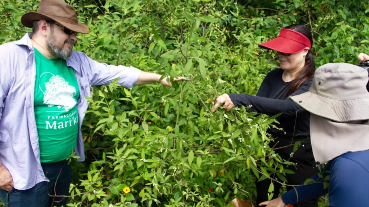 Visitantes conhecem o cultivo de plantas medicinais na Farmácia Viva de Maricá Visitantes conhecem o cultivo de plantas medicinais na Farmácia Viva de Maricá
