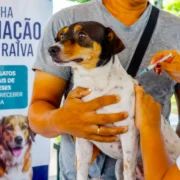 Começa neste sábado, 08/08, a campanha de vacinação contra a raiva em cães e gatos. Primordialmente, o atendimento se concentra nos bairros do Centro, zona Sul e parte da zona Norte.