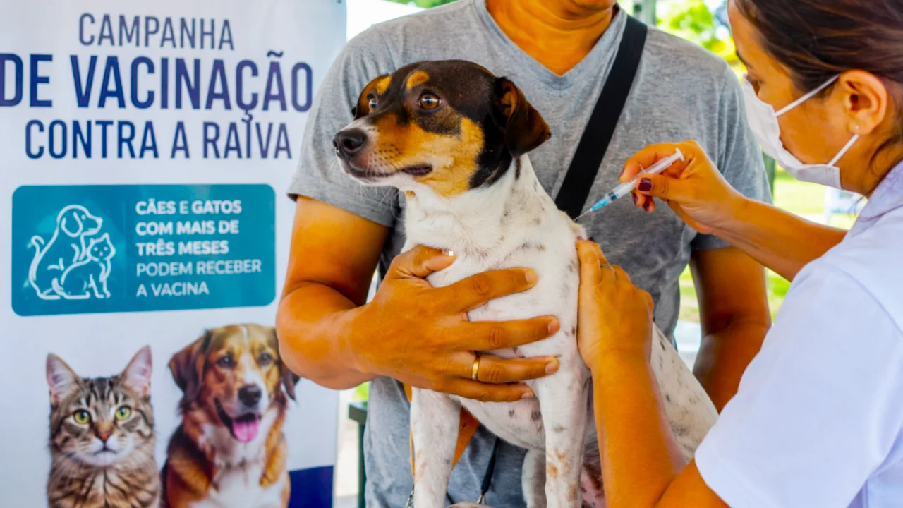 Começa neste sábado, 08/08, no Rio de Janeiro a campanha de vacinação contra a raiva em cães e gatos. Primordialmente, o atendimento se concentra nos bairros do Centro, zona Sul e parte da zona Norte. 