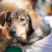 Tutor segura cão durante ação de castração gratuita de cães e gatos em Itaboraí
