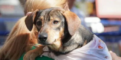 Tutor segura cão durante ação de castração gratuita de cães e gatos em Itaboraí