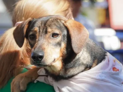 Tutor segura cão durante ação de castração gratuita de cães e gatos em Itaboraí