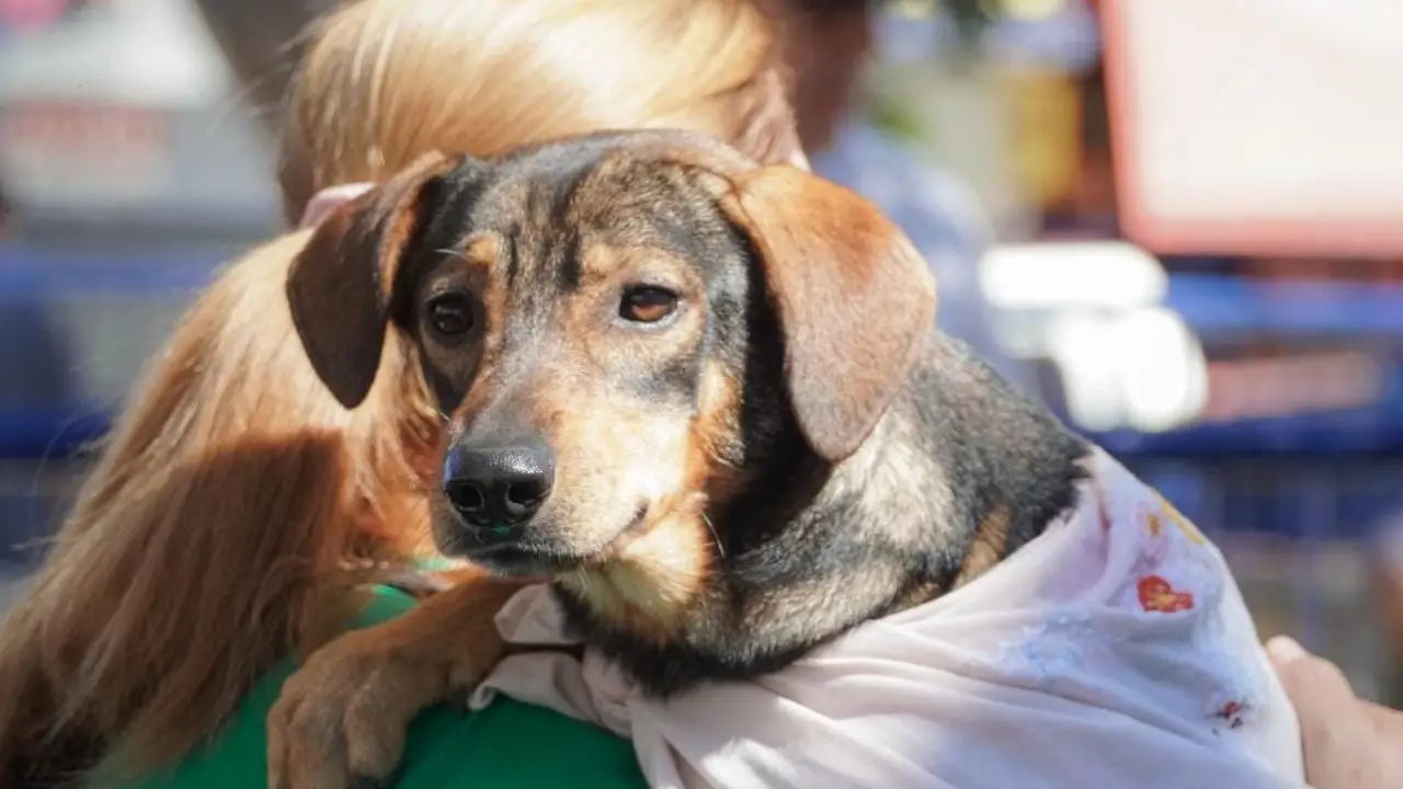 Tutor segura cão durante ação de castração gratuita de cães e gatos em Itaboraí