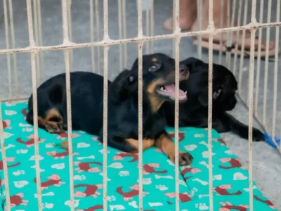 Tutor com animal de estimação em Maricá durante ação de proteção e bem-estar animal