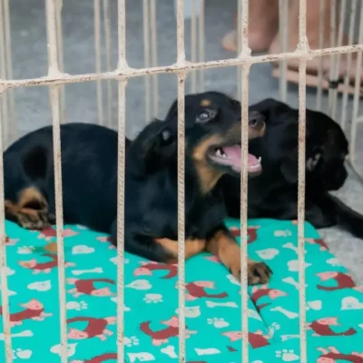 Tutor com animal de estimação em Maricá durante ação de proteção e bem-estar animal
