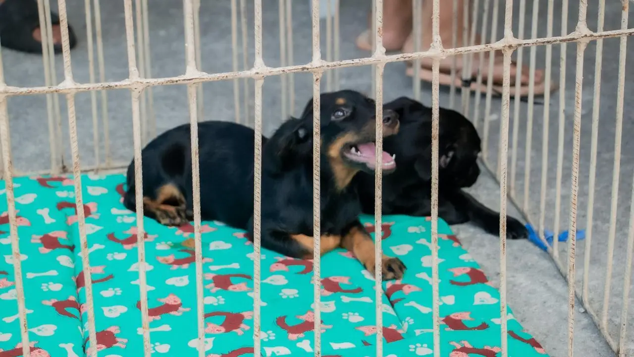 Tutor com animal de estimação em Maricá durante ação de proteção e bem-estar animal Tutor com animal de estimação em Maricá durante ação de proteção e bem-estar animal