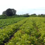 Grande Muralha Verde promove restauração de terras no Sahel africano