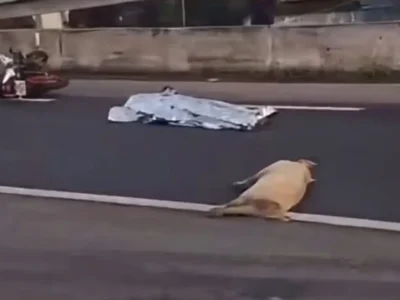 Rodovia BR-101 em São Gonçalo em reportagem sobre acidente com motociclista e animal na pista
