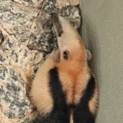 Tamanduá encontrado no quintal de uma residência em Itacoatiara, na Região Oceânica de Niterói