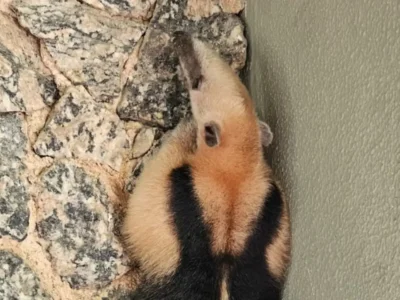 Tamanduá encontrado no quintal de uma residência em Itacoatiara, na Região Oceânica de Niterói