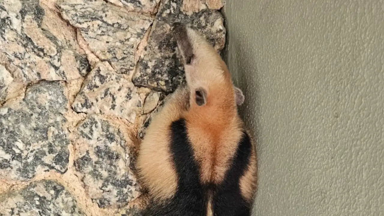 Tamanduá encontrado no quintal de uma residência em Itacoatiara, na Região Oceânica de Niterói