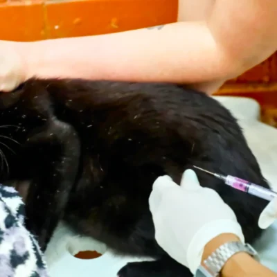 UNINASSAU Rio de Janeiro funciona como ponto de vacinação gratuita contra raiva para cães e gatos neste sábado, no Flamengo.
