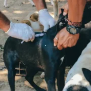 Cão recebe vacina antirrábica durante campanha itinerante de vacinação em Itaboraí