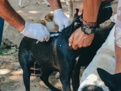 Cão recebe vacina antirrábica durante campanha itinerante de vacinação em Itaboraí