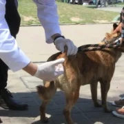 Tutor segura cão em fila de vacinação antirrábica em São Gonçalo